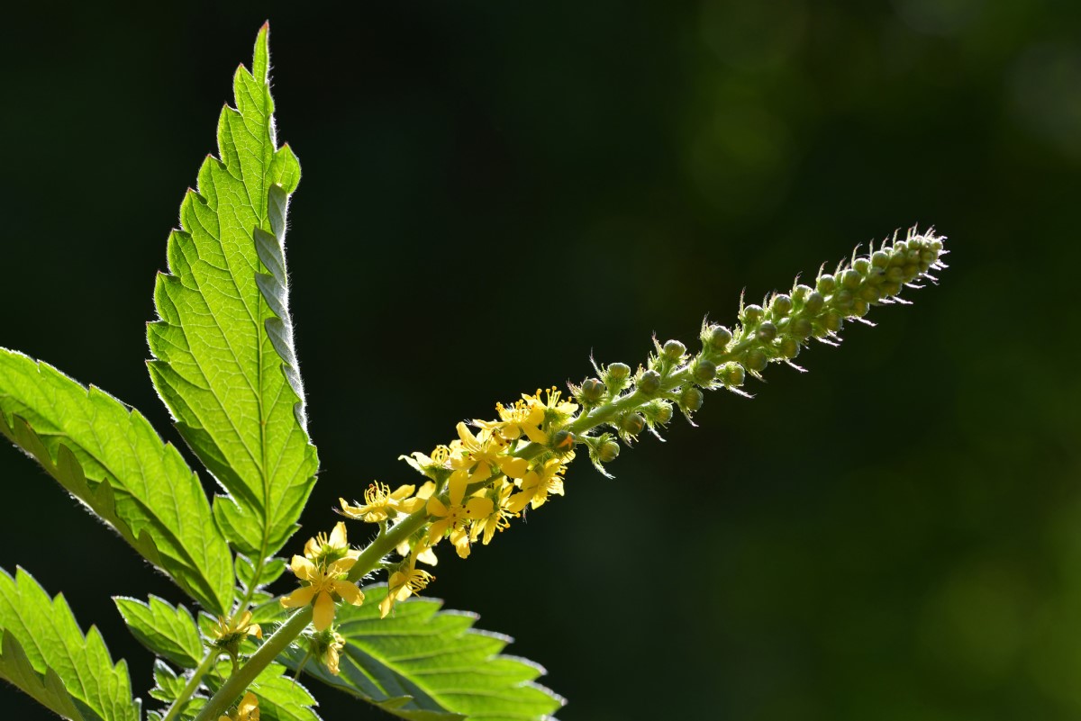 O caule é colhido no momento da floração e não tem mais de 5 mm de espessura: Getty Images O nabo como fonte de colheita