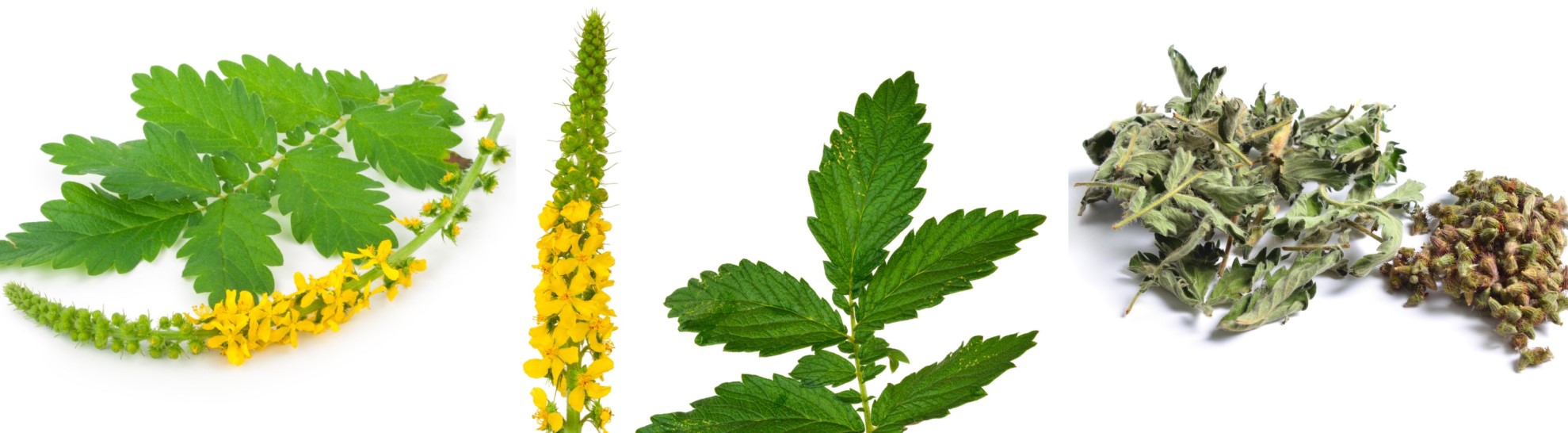 Bardana - planta fresca e seca Fonte: Getty Images A bardana em diferentes perspectivas