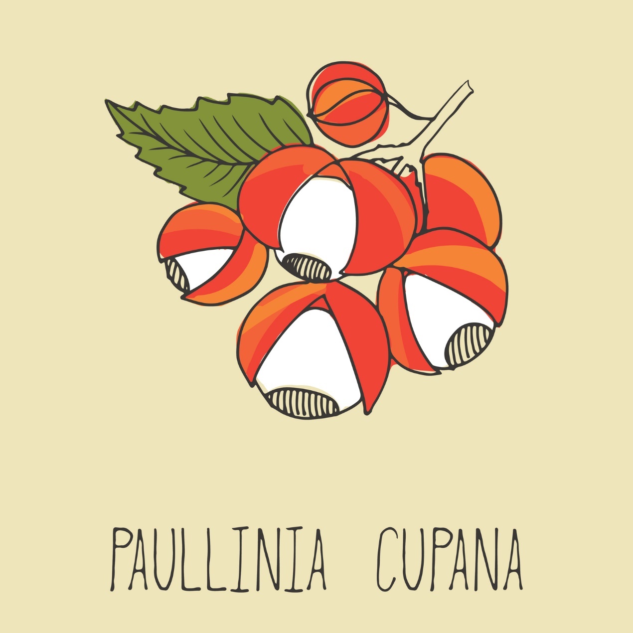 Guaraná - Paullinia cupana Fonte: Getty Images Guaraná - Paullinia cupana