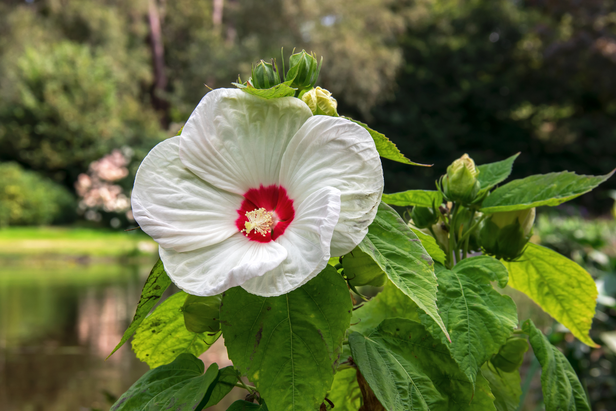 Hibiscus moscheutos Fonte: Getty Images Hibisco do pântano (Hibiscus moscheutos)