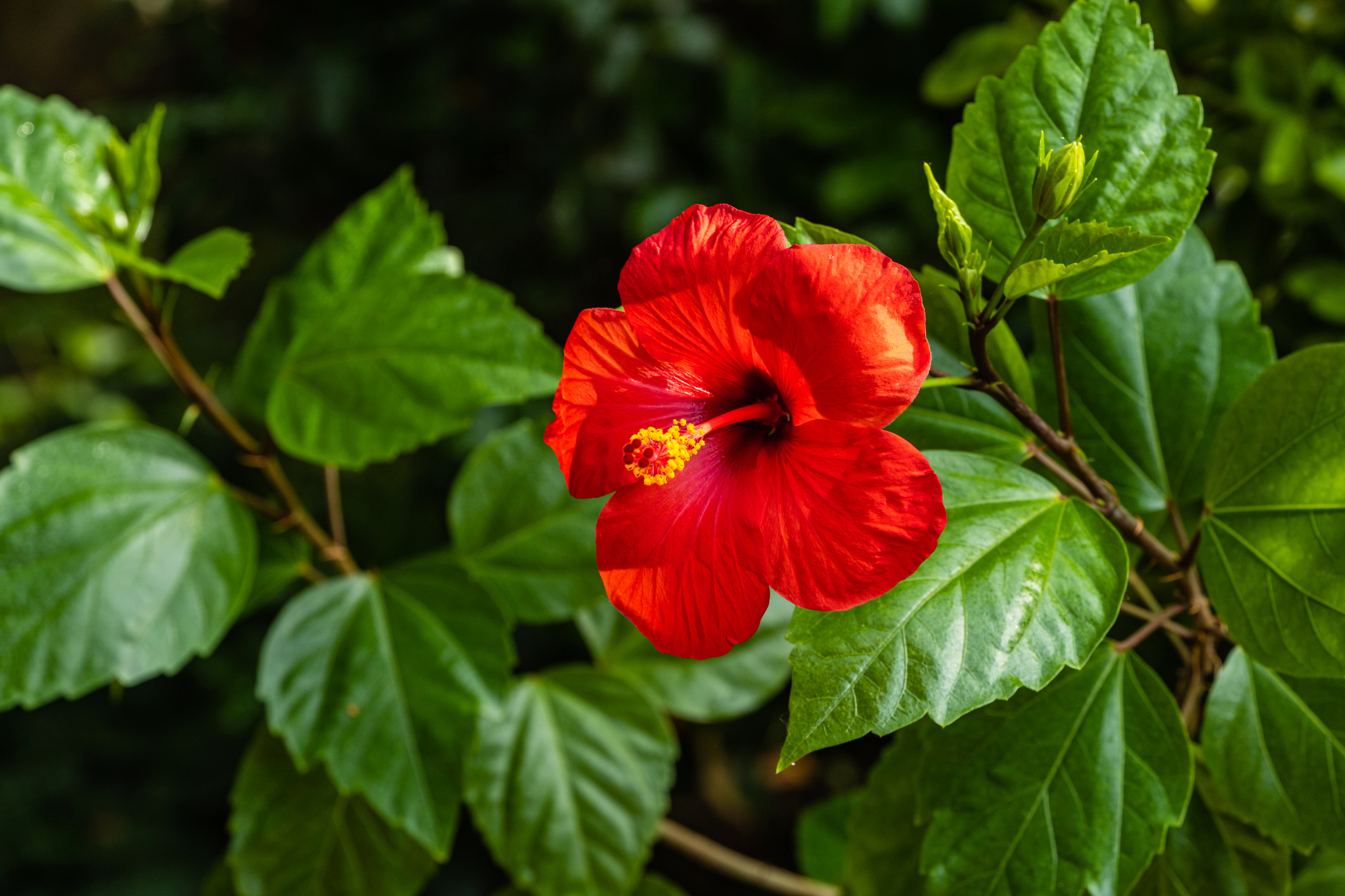 Hibisco chinês (Hibiscus rosa-sinensis), também conhecido como rosa da China: Getty Images Hibiscus rosa-sinensis - Rosa da China
