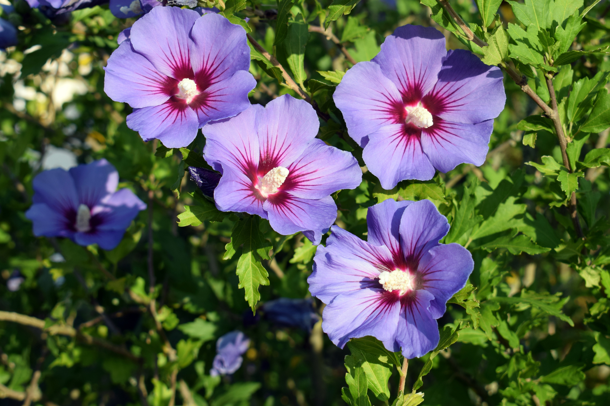 Hibiscus syriacus Fonte: Getty Images Hibisco da Síria (Hibiscus syriacus)