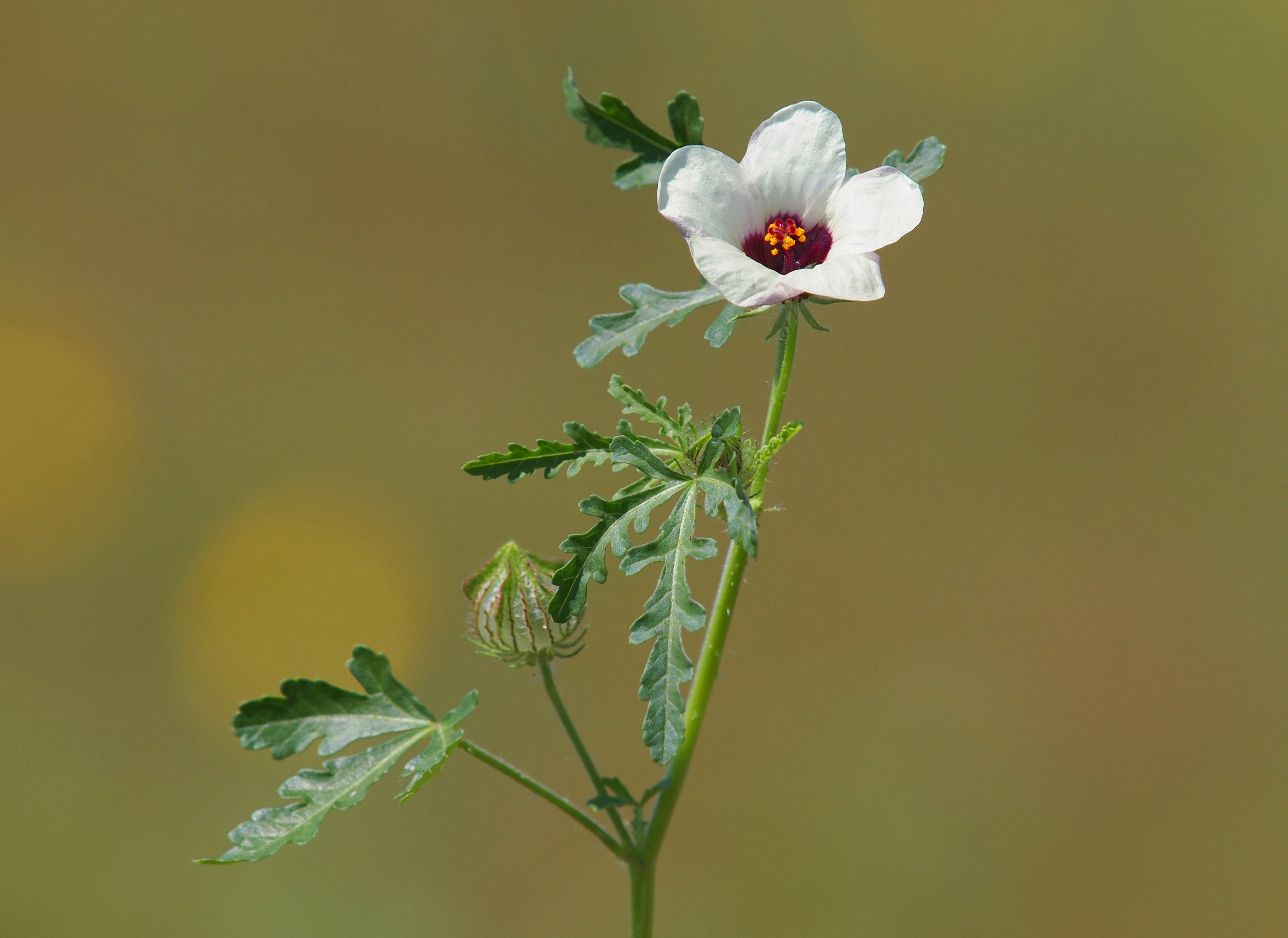 Hibiscus trionum Fonte: Getty Images Hibiscus trionum