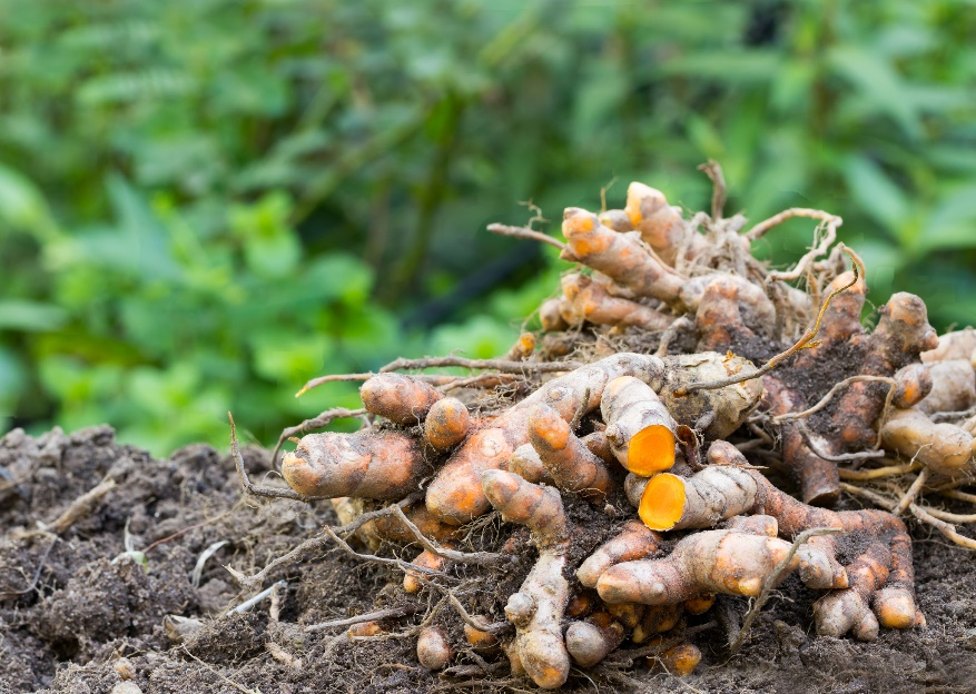 Os rizomas (raízes) da planta curcuma (Curcuma longa) Fonte: Getty Images Rizomas (raízes) de Curcuma longa