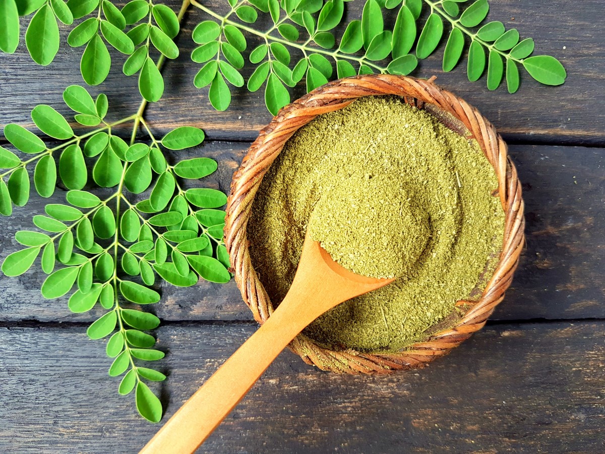 A Moringa tem encontrado a sua aplicação tanto no interior como no exterior. Fonte: Getty Images Moringa moída numa tigela de água a ferver, folhas de árvore