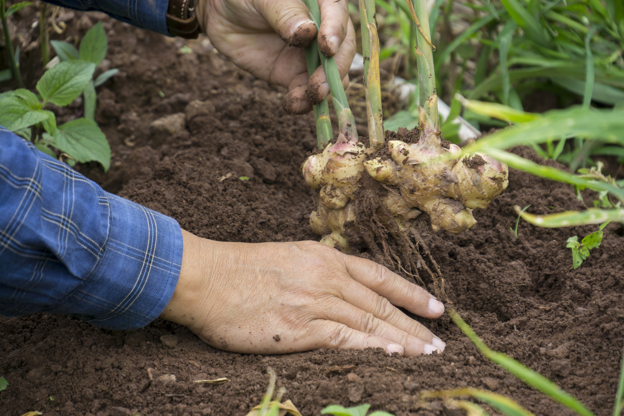 Cultivo de gengibre: Getty Images Cultivo de gengibre
