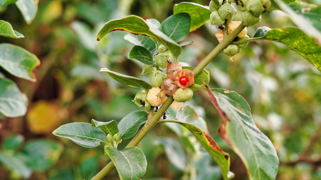 A planta ashwagandha na natureza. Fonte: Getty Images Planta de Ashwagandha na natureza