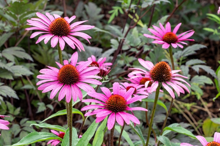 Echinacea purpurea em estado selvagem. Fonte: Getty Images A planta Echinacea purpurea