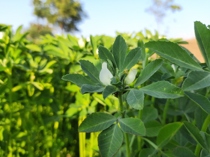 A erva feno-grego (Trigonella foenum graecum) em estado selvagem. Fonte: Getty Images A erva feno-grego (Trigonella Foenum Graecum) em estado selvagem