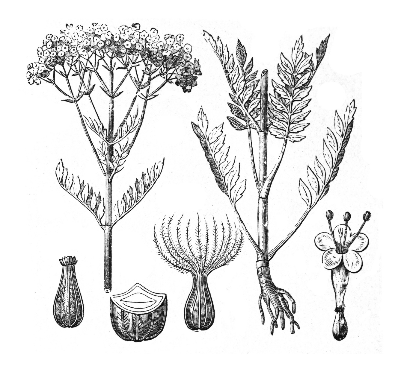 Valeriana - Herbário