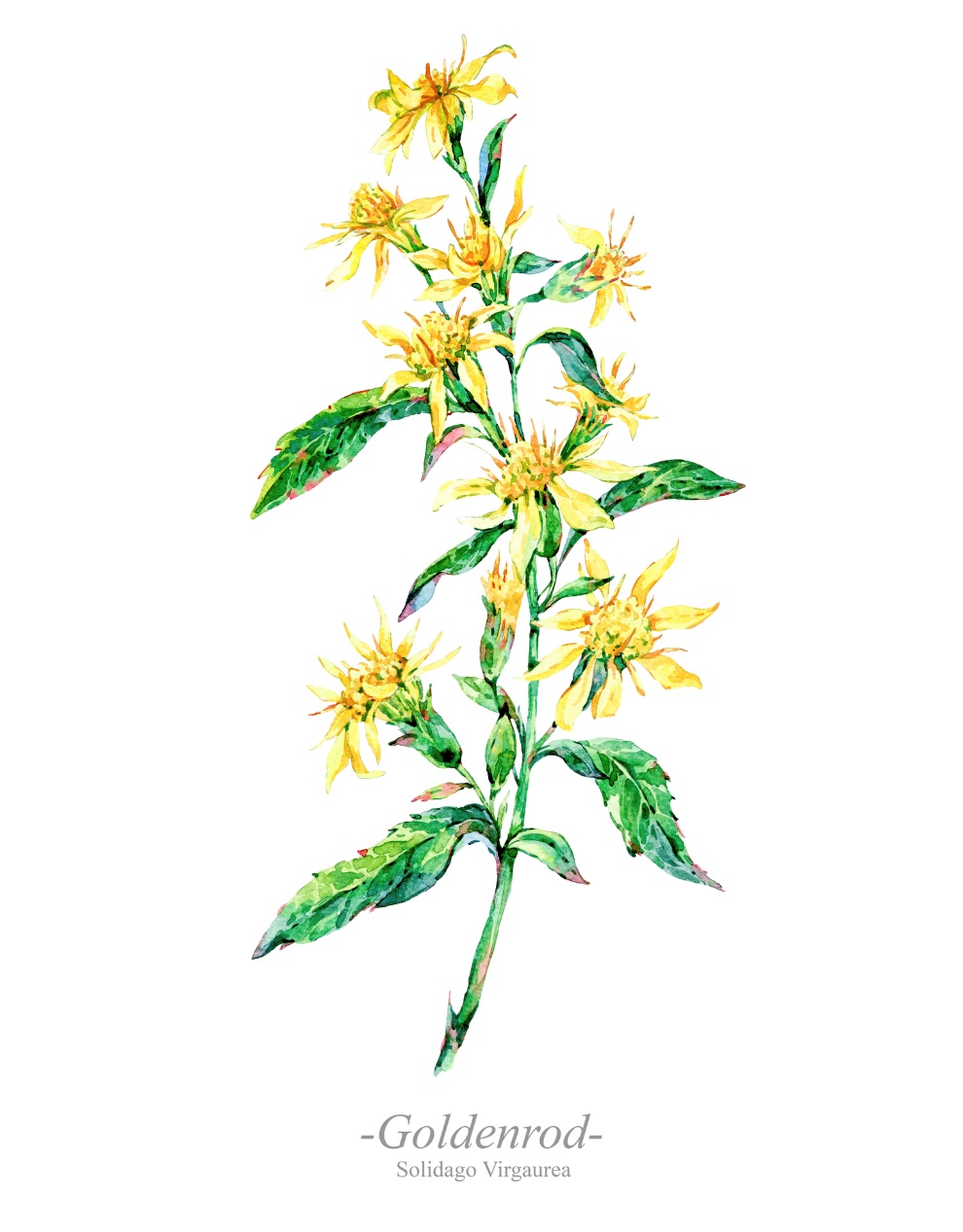 Goldenrod - Variedade de goldenrod: Getty Images Vara dourada