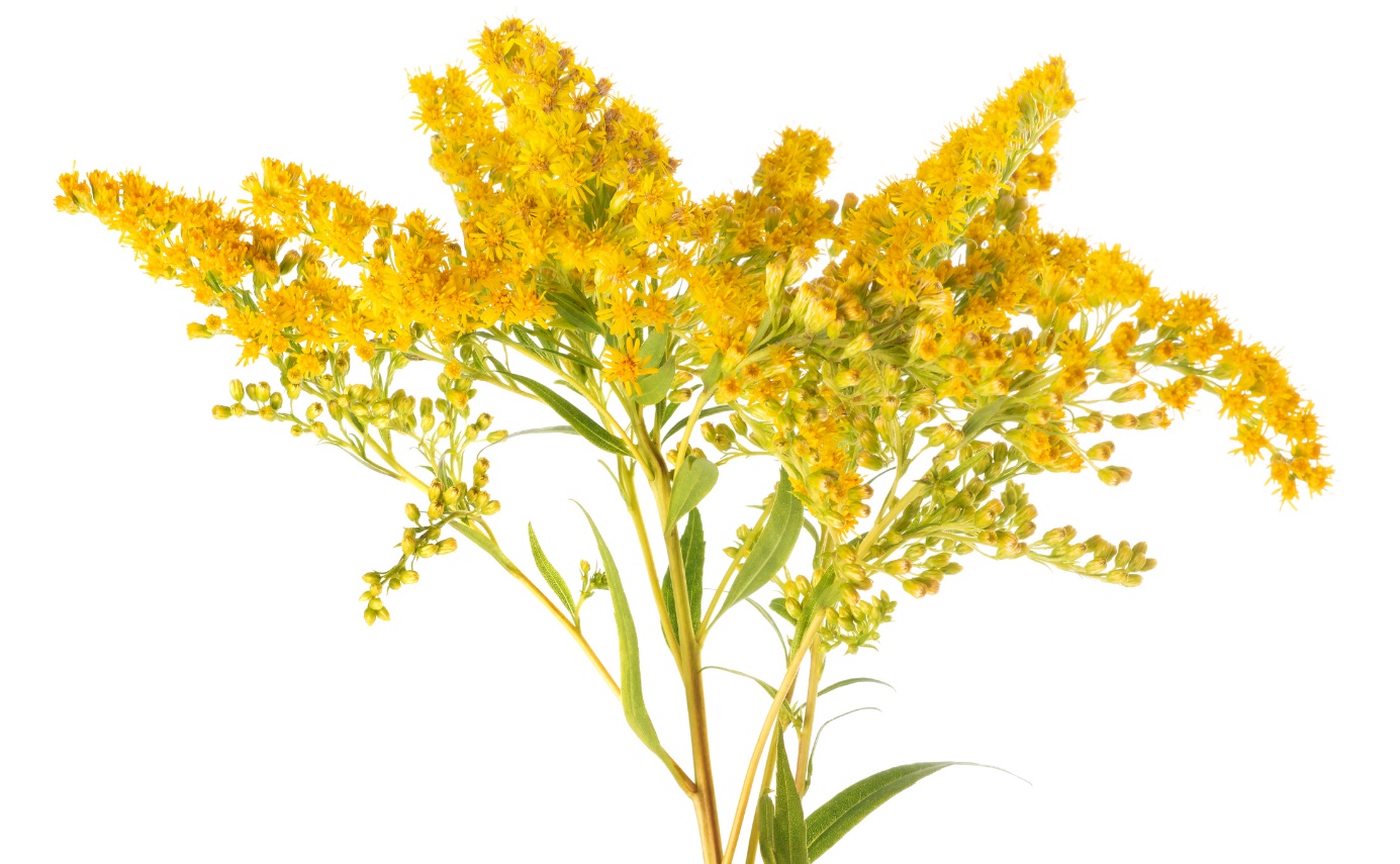 Goldenrod - Solidago virgaurea Fonte: Getty Images Solidago virgaurea - vara-de-ouro