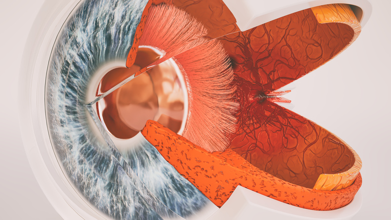 Anatomia do olho - pólo anterior do cristalino e pólo posterior da retina. Foto: Getty Images Vista anatómica do olho - secção transversal e vista interna