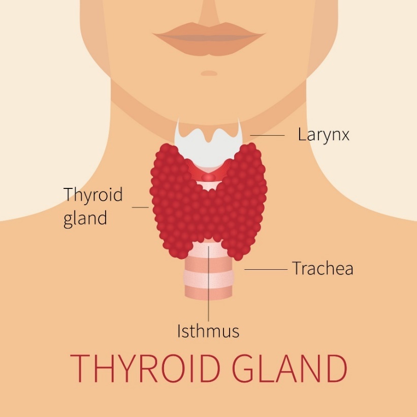 Anatomia: tiróide, traqueia, brônquios, laringe Fonte: Getty Images Anatomia da glândula tiróide