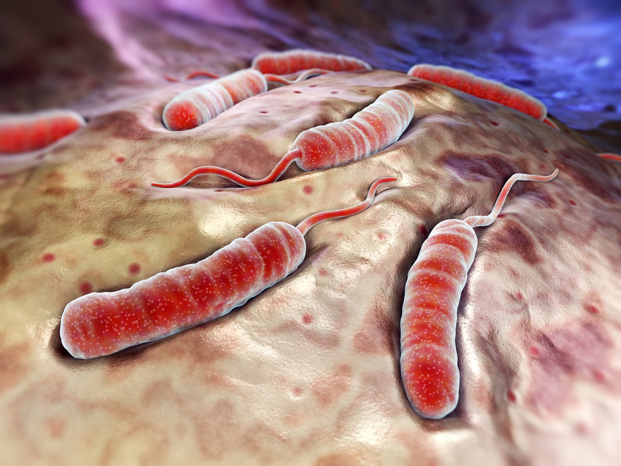 Bactérias da cólera na superfície do intestino delgado - representação de modelo, animação