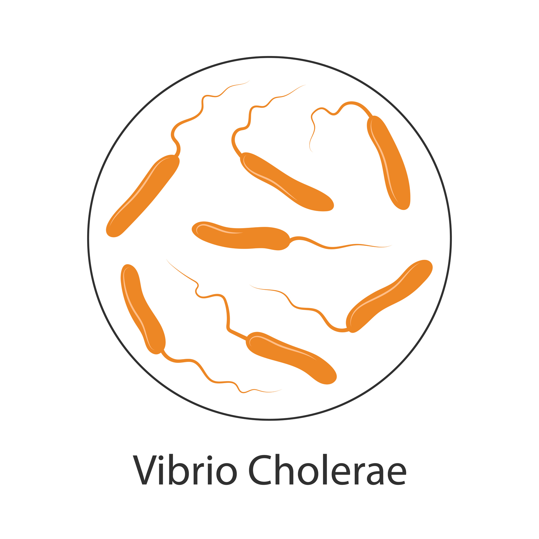 Bactéria da cólera Vibrio cholerae