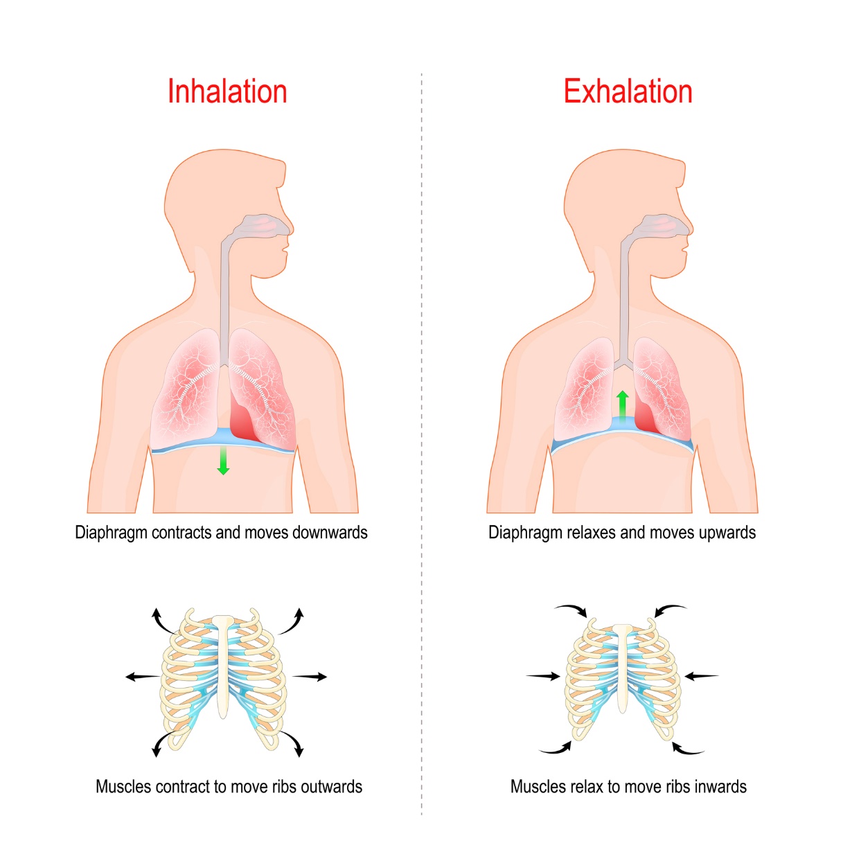 Respiração diafragmática com ativação da parede abdominal. Inspiração: as costelas afastam-se lateralmente uma da outra e o músculo diafragma desce. Expiração: as costelas voltam a aproximar-se uma da outra e o músculo diafragma sobe: Getty Images Respiração diafragmática com ativação da parede abdominal. Inspiração: as costelas afastam-se lateralmente uma da outra e o músculo diafragma desce. Expiração: as costelas voltam a aproximar-se uma da outra e o músculo diafragma sobe