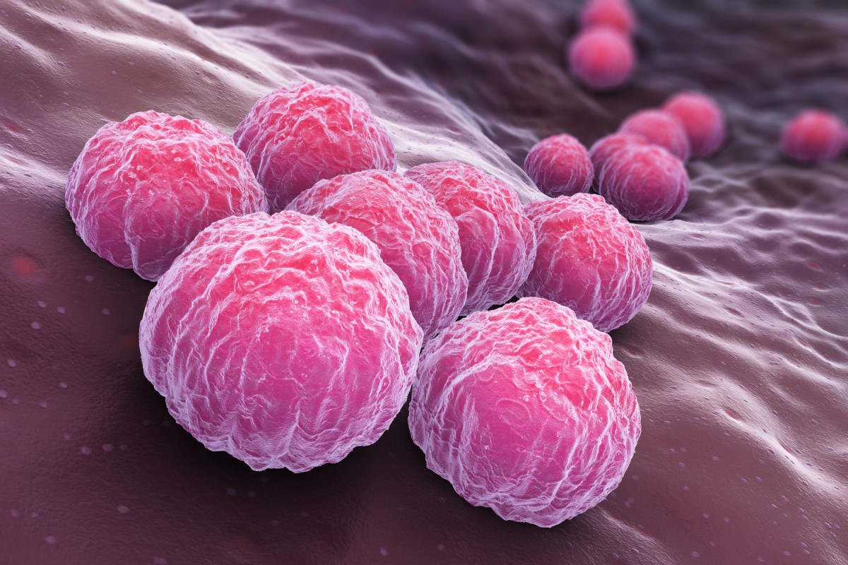 Chlamydia trachomatis. Fonte: Getty Images Chlamydia trachomatis - um olhar sobre a bactéria