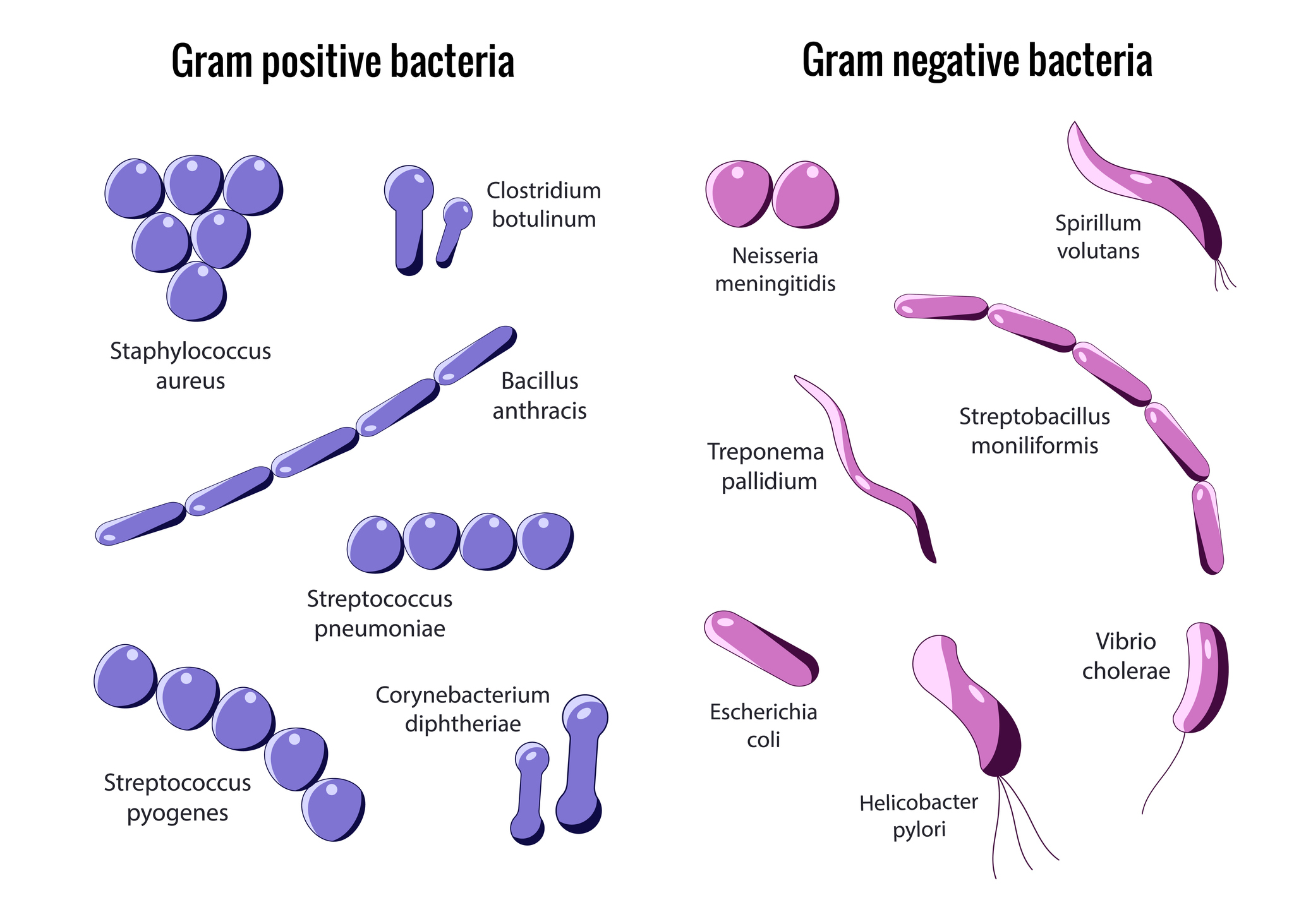 Divisão das bactérias gram-positivas e gram-negativas. Fonte: Getty Images Divisão das bactérias Gram-positivas e Gram-negativas