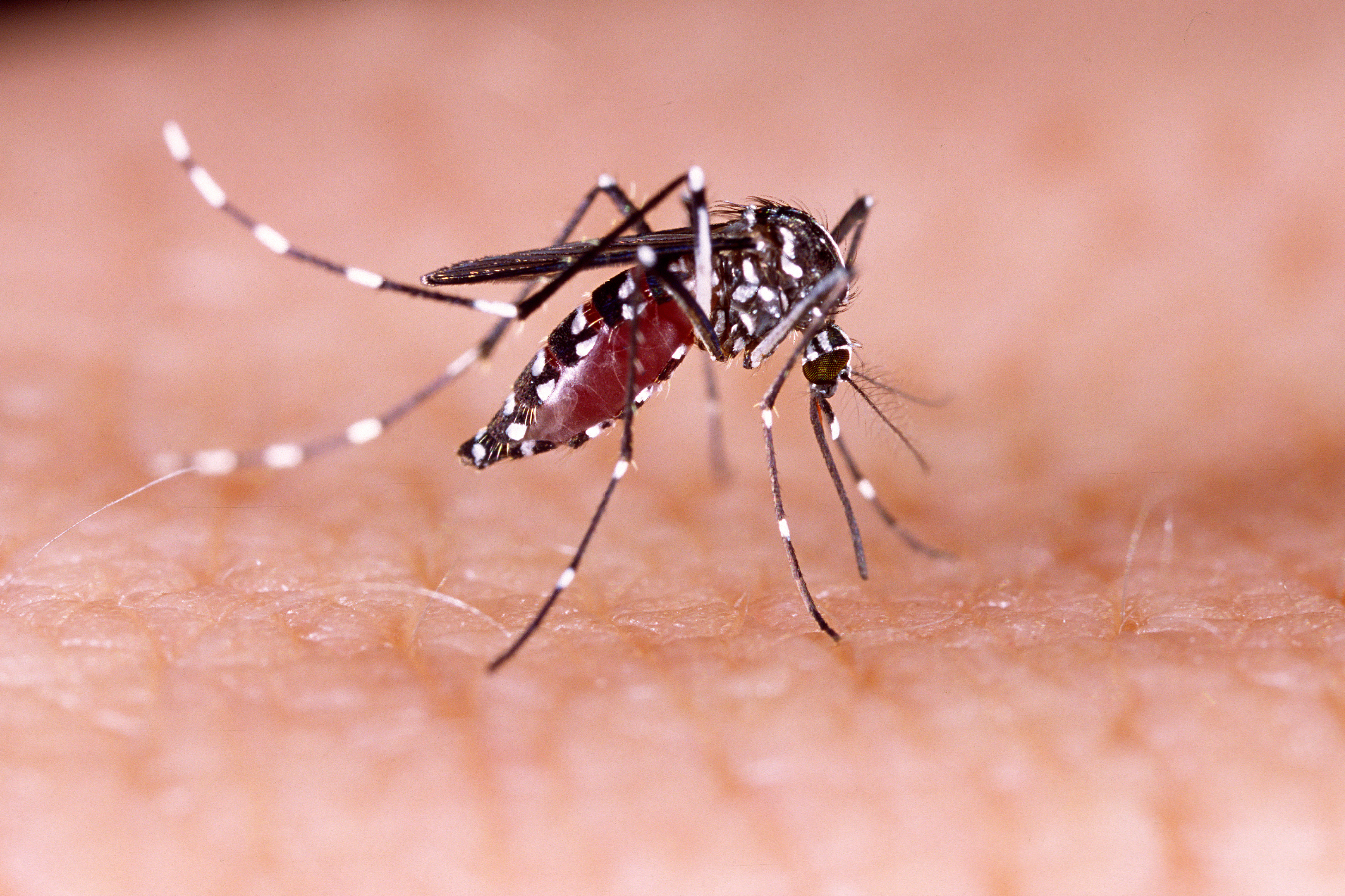 Este é o aspeto do mosquito Aedes aegypti. Fonte: Getty Images Mosquito Aedes aegypti