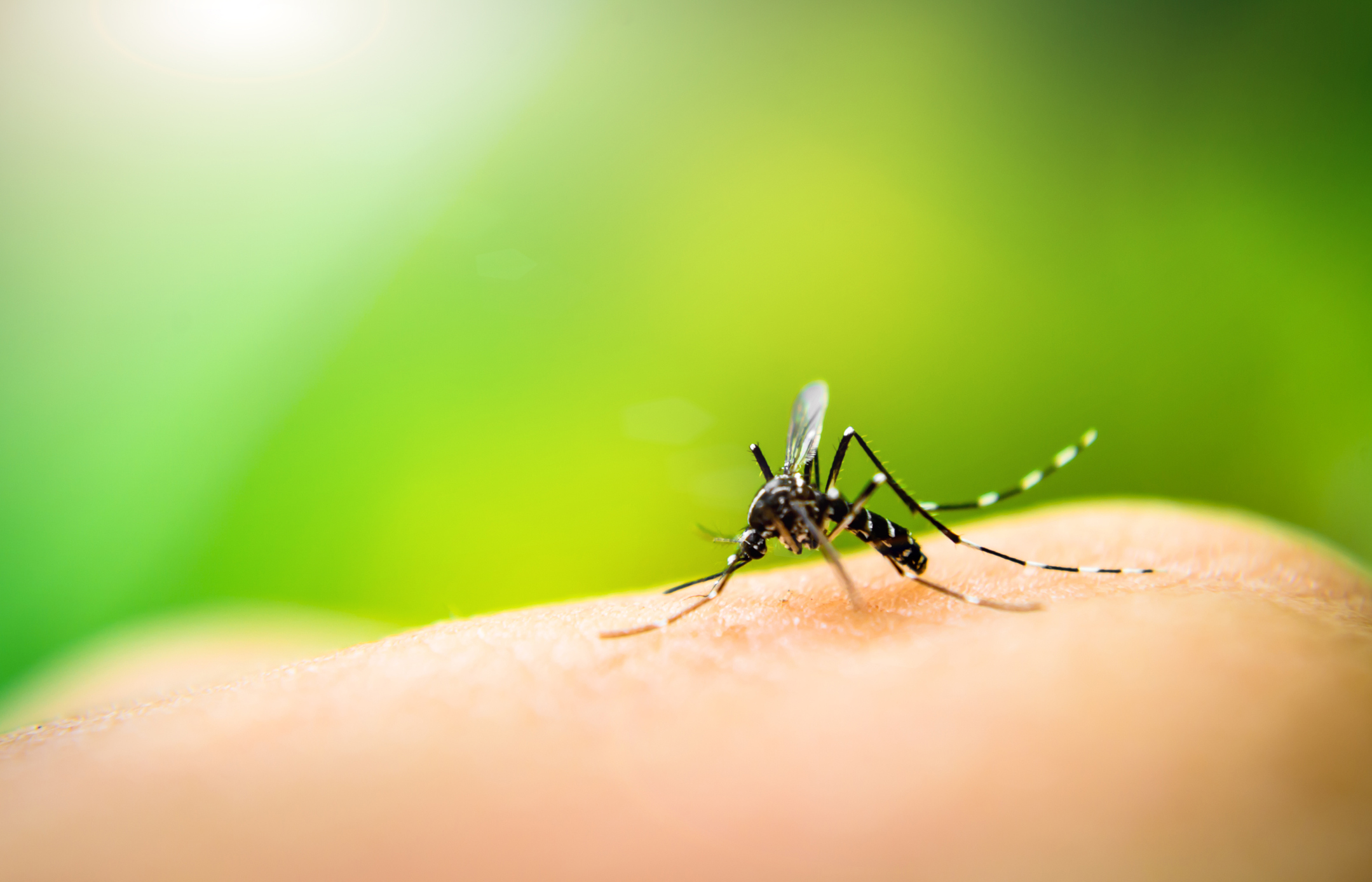 Mosquito Aedes aegypti Fonte: Getty Images Mosquito Aedes aegypti