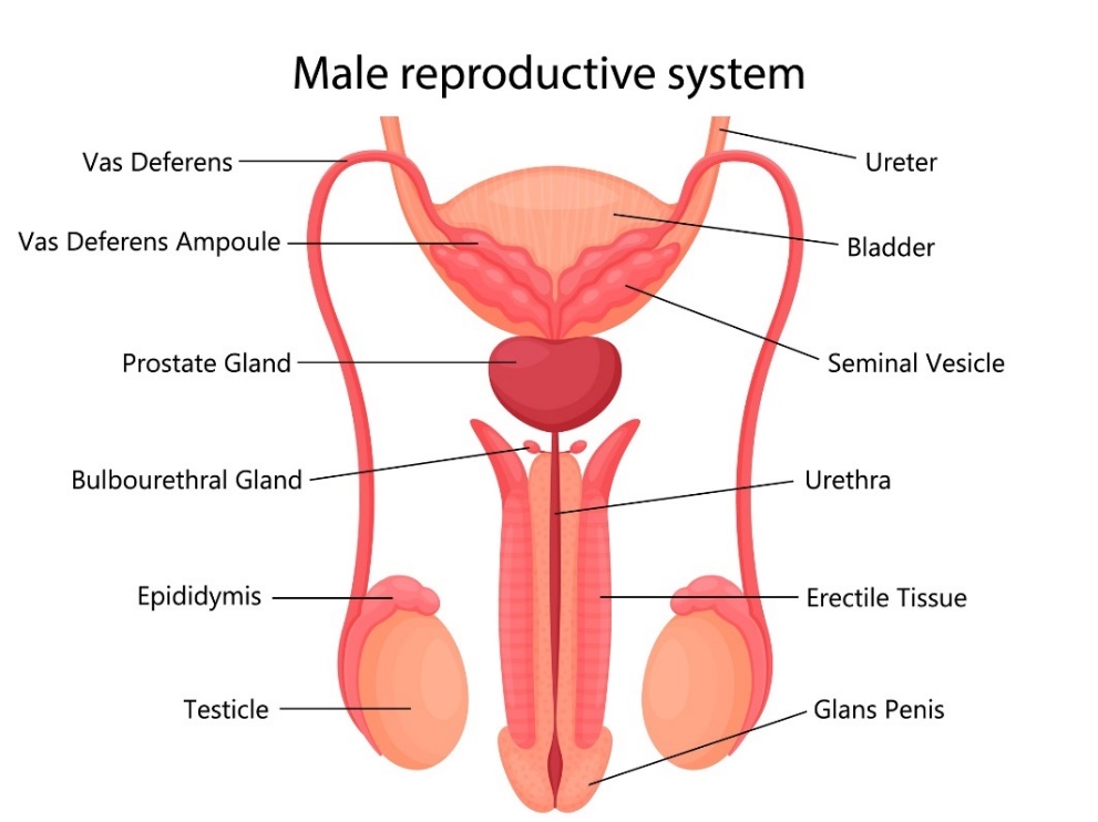Sistema reprodutor masculino: ducto deferente (trompa de Falópio), ampola do ducto deferente (ampola da trompa de Falópio), próstata (glândula prostática), glândula bulbouretral, epidídimo, testículo, testículo, tecido erétil, vesícula seminal, bexiga, ureter. Fonte da foto: Getty Images Sistema reprodutor masculino