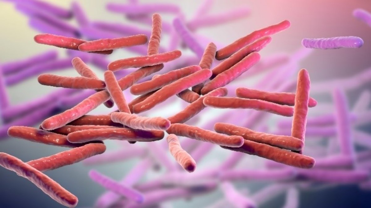 Visualização 3D do microcosmo de Mycobacterium leprae. Fonte: Getty Images. Visualização 3D do microcosmo de Mycobacterium leprae (bactéria da lepra)