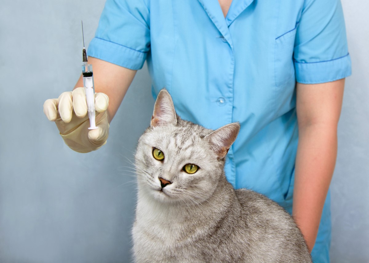 A prevenção é importante, ou seja, a vacinação de grupos de risco de pessoas e, claro, de animais: Getty Images Vacinas - veterinário e gato, injecções, vacina