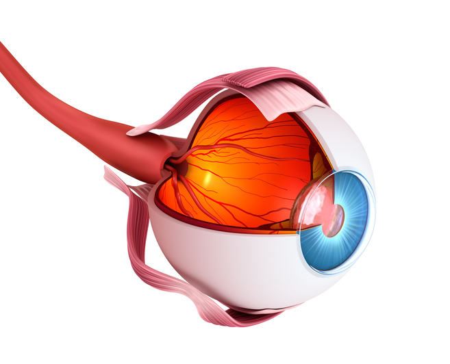 A retina encontra-se no pólo posterior do olho, juntamente com a mancha amarela. Foto: Thinkstock Vista anatómica do olho