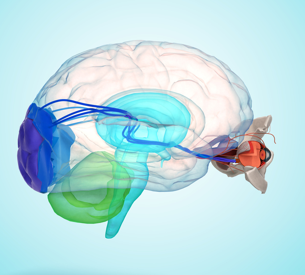 O olho e os nervos ópticos que vão para o centro visual no cérebro. Foto: Thinkstock O olho e o cérebro representados anatomicamente