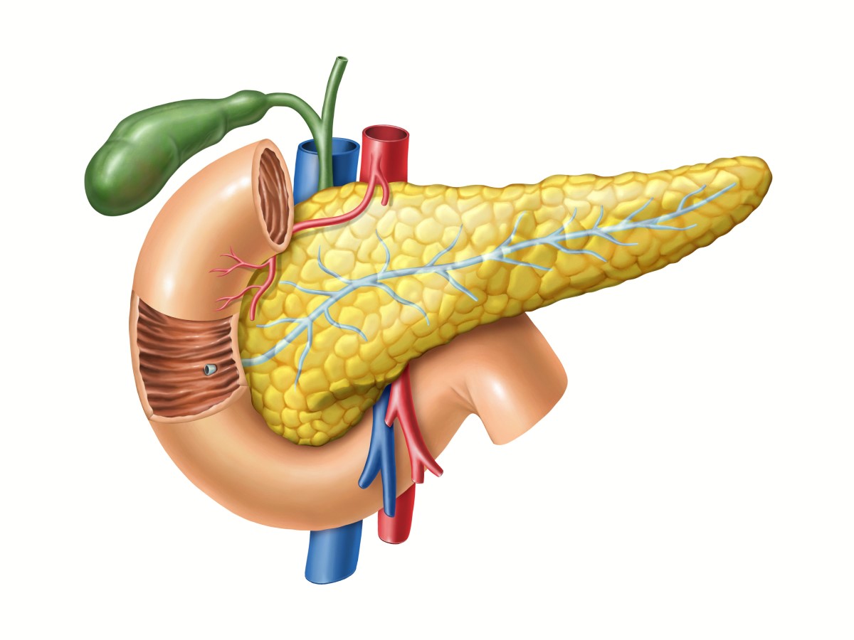 O pâncreas e a sua saída para o intestino delgado (a vesícula biliar e os grandes vasos também podem ser vistos): Getty Images Pâncreas - vista anatómica, além disso, são visíveis o ducto pancreático para o intestino delgado, a vesícula biliar e os grandes vasos