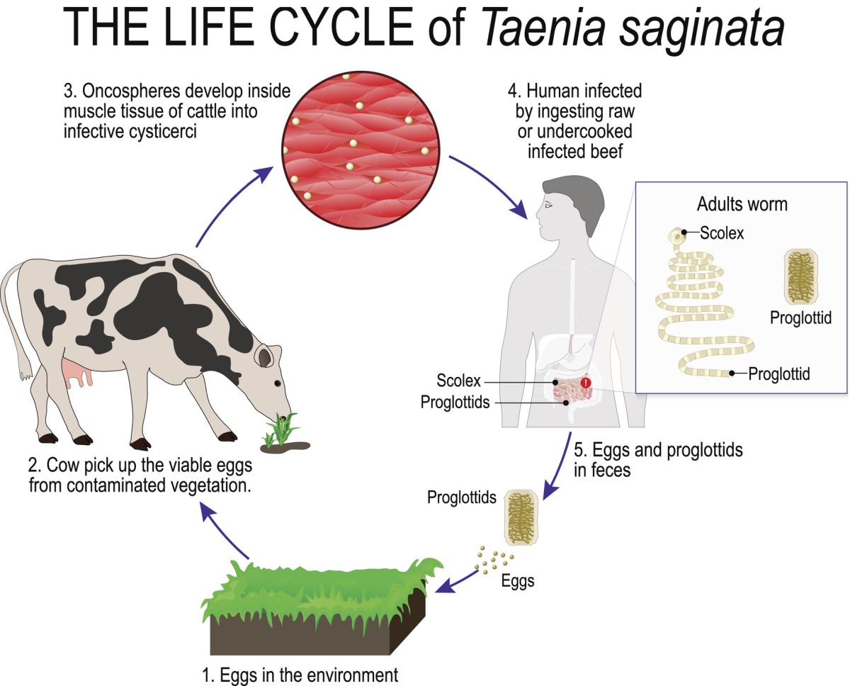 O ciclo de vida das ténias. Fonte: Getty Images O ciclo de vida da ténia - do hospedeiro intermediário ao ser humano