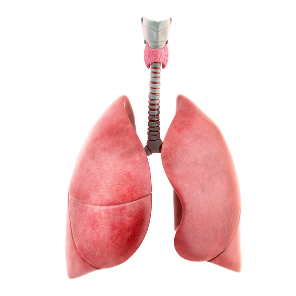 O pulmão direito tem três lóbulos e o pulmão esquerdo tem apenas dois lóbulos, para acomodar a posição do coração. Fonte da foto: Getty Images Modelo do sistema respiratório, pulmões, divisão em pulmões direito e esquerdo, o pulmão direito tem três lóbulos e o pulmão esquerdo tem dois lóbulos