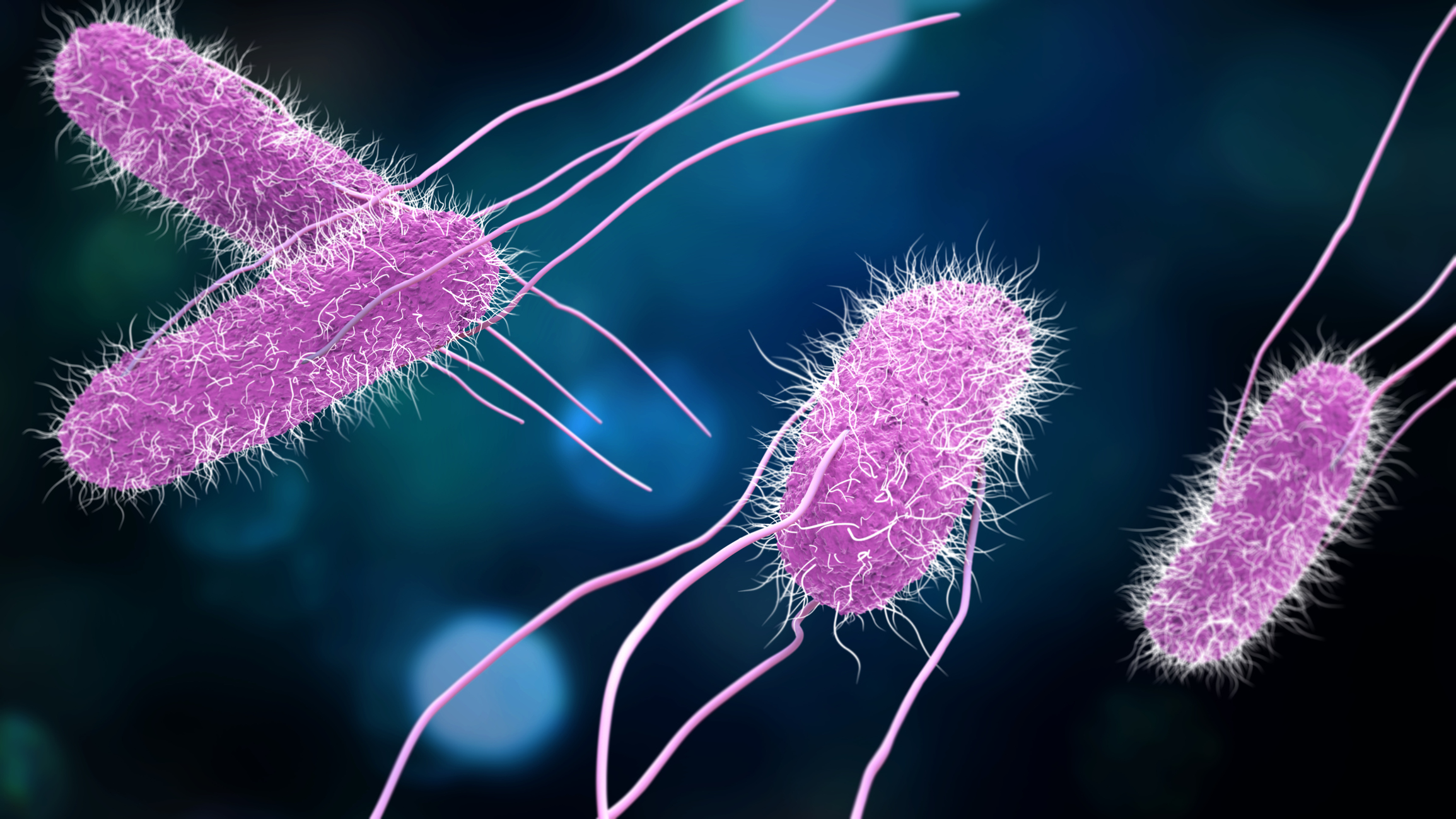 Salmonella - mais frequentemente Salmonella enteritidis - Salmonella = infeção por Salmonella = enterite por Salmonella Fonte: Getty Images Modelo 3D de Salmonella