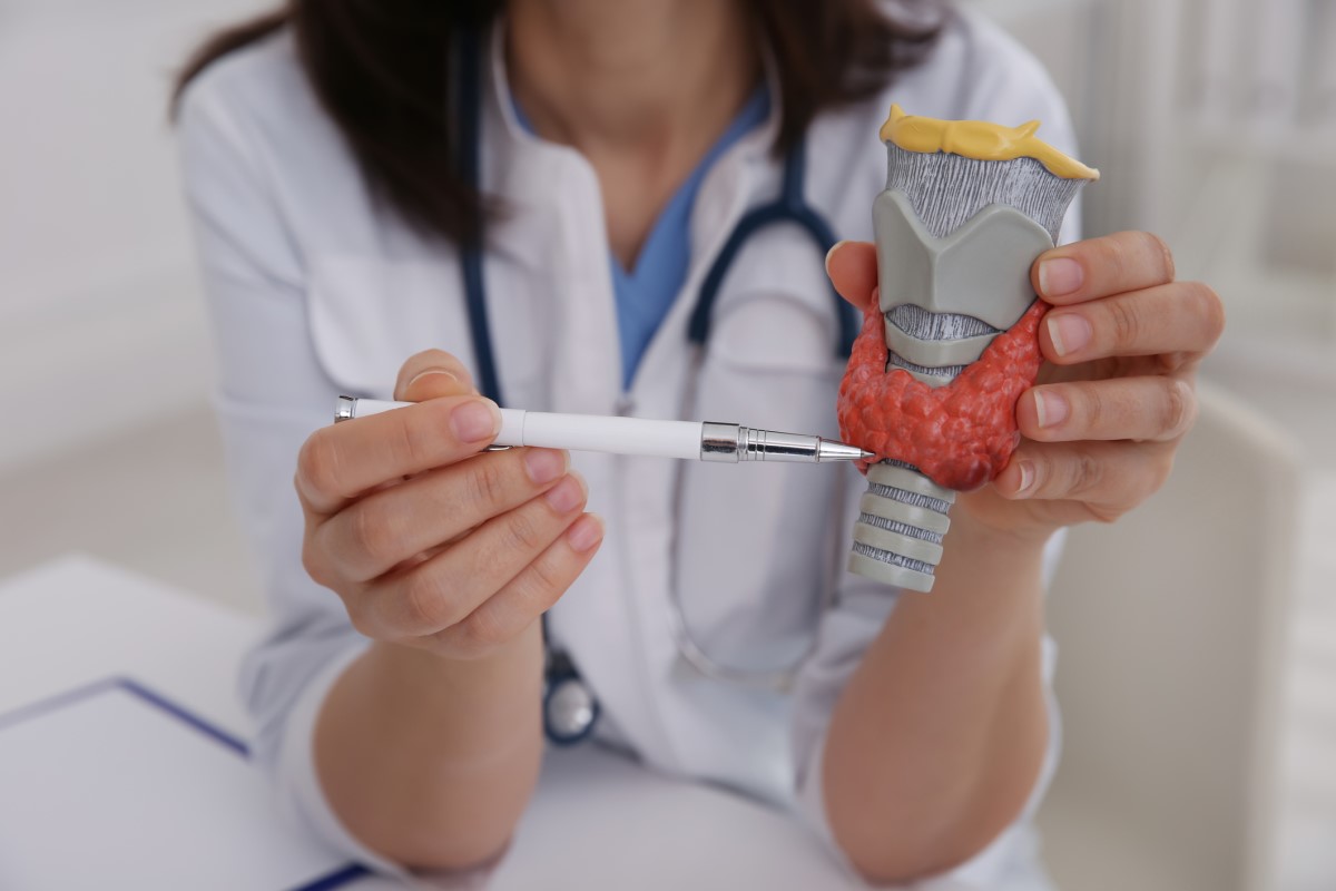 Modelo anatómico da glândula tiroide Fonte: Getty Images Modelo anatómico da glândula tiroide - a médica aponta para o modelo com uma caneta e segura-o na mão.