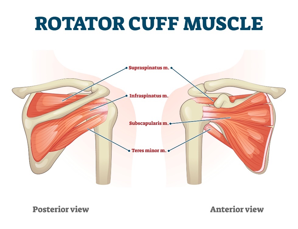 Músculos da coifa dos rotadores - vista anterior e posterior: supra-espinhoso (músculo supra-espinhoso), infra-espinhoso (músculo subescapular), subescapular (músculo subescapular) e Teres minor (pequeno músculo arredondado): Getty Images Músculos da coifa dos rotadores