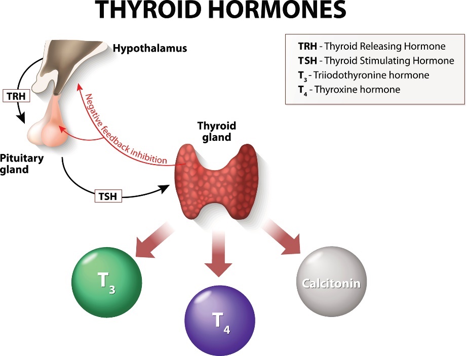 Sistema funcional da tiroide (Hipotálamo - Adenohipófise - Tiroide - Triiodotironina T3, Tiroxina T4 e Calcitonina) Fonte Getty Images O sistema de funcionamento da glândula tiroide