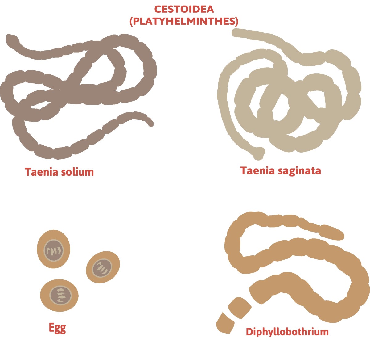 Taenia saginata (ténia sem defesa) e Taenia solium (ténia de patas compridas) Fonte: Getty Images Taenia - divisão das ténias - Taenia solium (ténia de patas longas) + Taenia saginata (ténia indefesa)