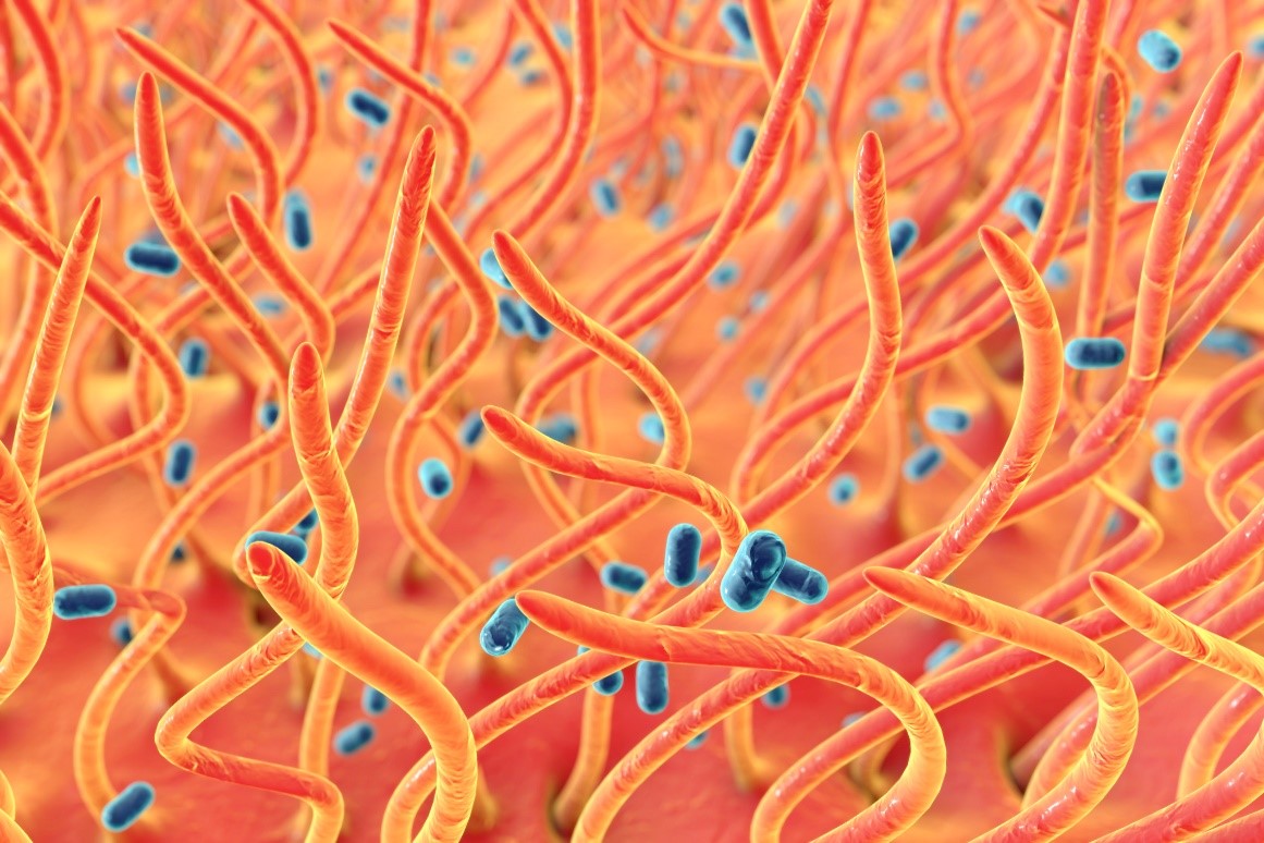 A toxina da tosse convulsa ataca o epitélio ciliado do trato respiratório: Getty Images A toxina da tosse convulsa ataca o epitélio ciliado do trato respiratório.
