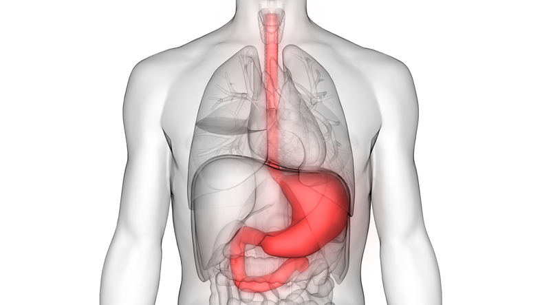Esófago, estômago e intestino delgado - localização na cavidade torácica e abdominal. Fonte da foto: Getty Images Sistema digestivo humano - esófago, estômago, intestino delgado - representação esquemática