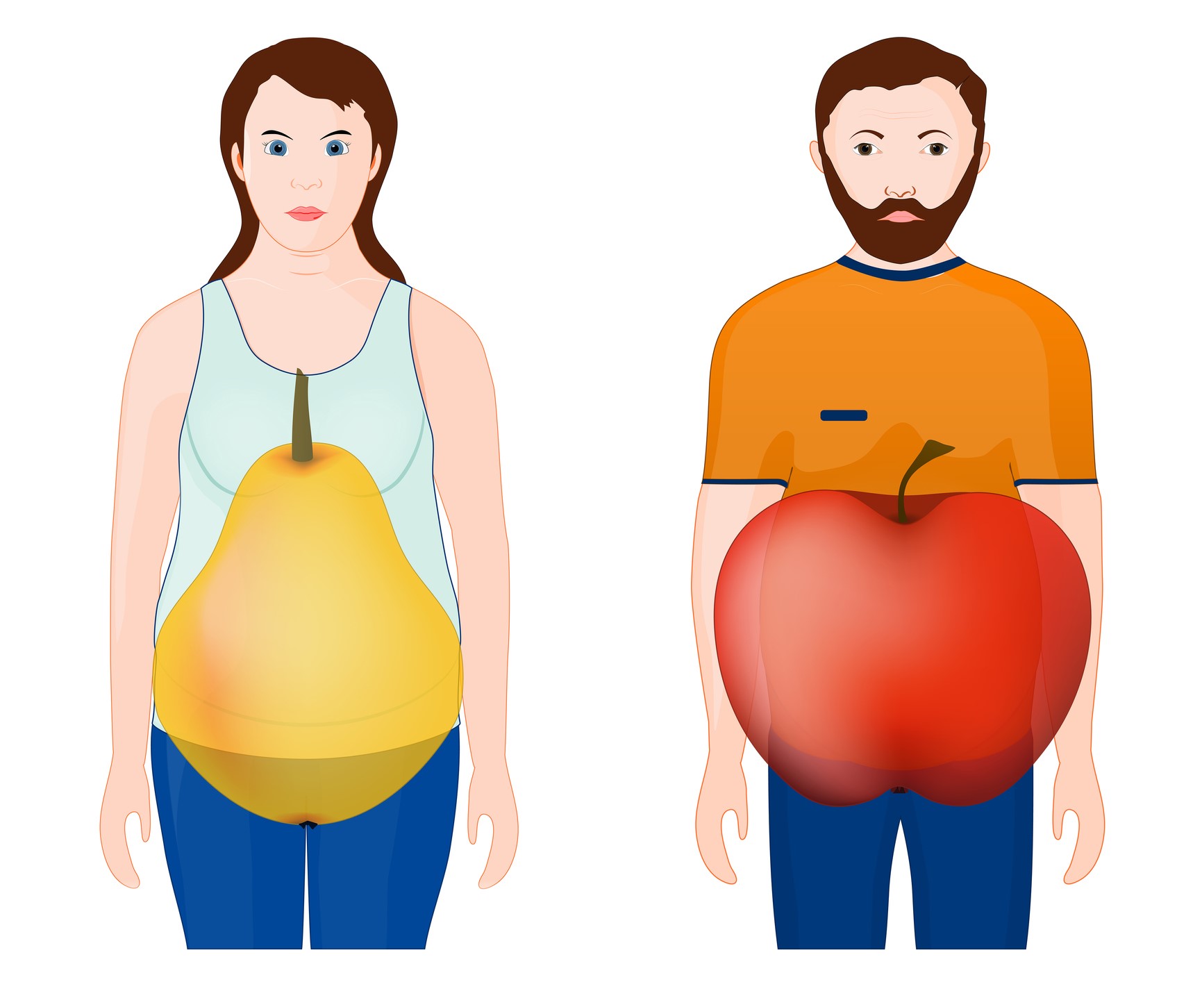 O aumento da deposição de gordura na zona da cintura na síndrome metabólica provoca a forma caraterística de Animação que mostra a forma do corpo - mulher, pera, homem, maçã
