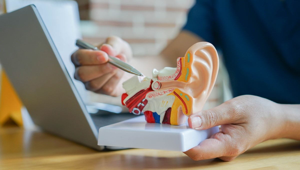 A perda de audição é causada por um mau funcionamento dos pequenos ossos do ouvido: Getty Images Modelo anatómico do ouvido
