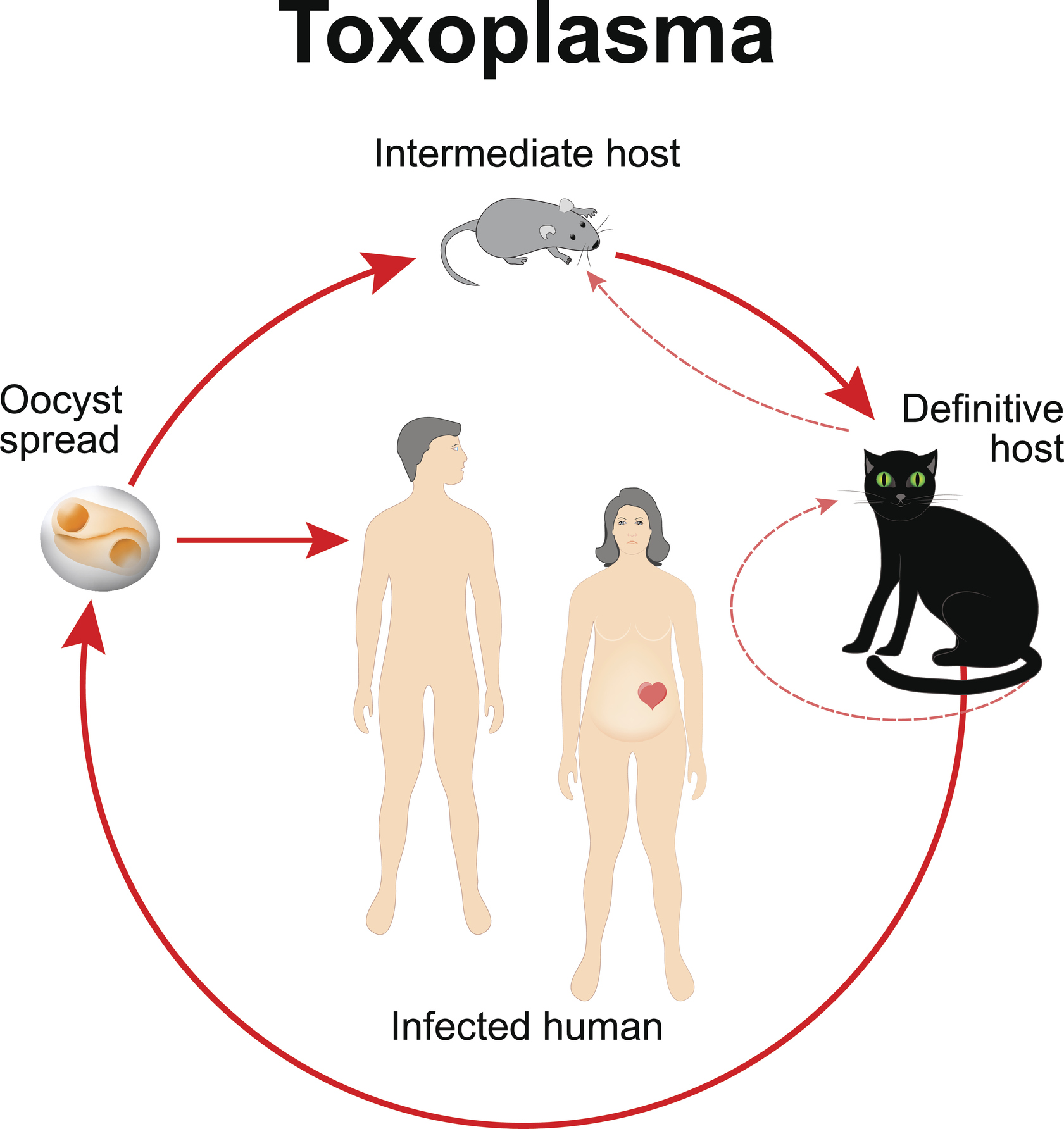 Ciclo de vida do Toxoplasma gondii Fonte: Getty Images Ciclo de vida do Toxoplasma gondii