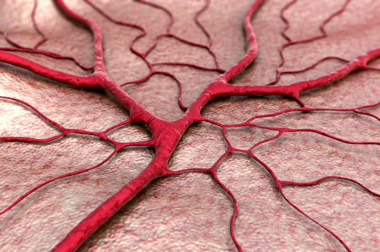 Sistema vascular capilar ramificado. Fonte: Thinkstock photo vaso sanguíneo ramificado linha do cabelo