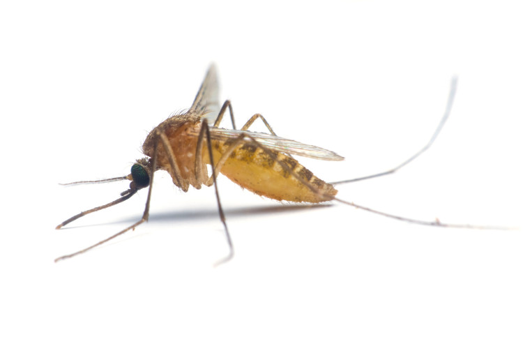 Mosquito - portador de várias doenças Fonte: thinkstock photo mosquito de perfil com fundo branco