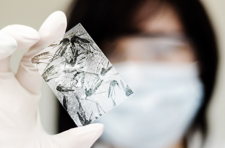 Os mosquitos são portadores de doenças graves. Fonte: thinkstock photos um médico com uma lâmina de microscópio com picadas de mosquito