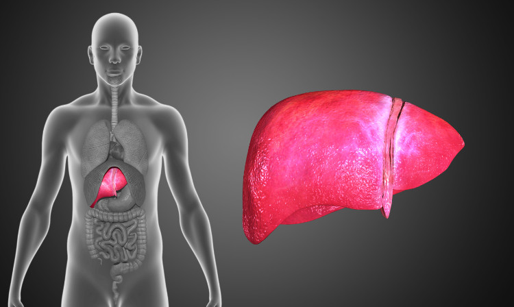 Localização anatómica do heparum (fígado) Fonte: Thinkstock photo modelo humano translúcido com sistema digestivo visível à direita e fígado humano à esquerda