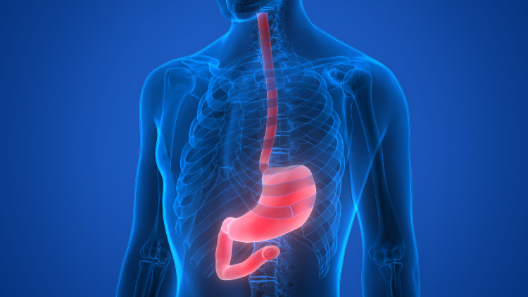 Localização anatómica do esófago Fonte: Getty Images silhueta azul de um homem com o estômago e o esófago representados anatomicamente a vermelho