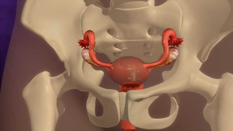 Posição anatómica do útero na pequena pélvis Fonte: thinkstock photos útero anatomicamente localizado no esqueleto ósseo da pequena pélvis