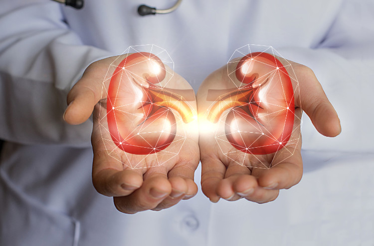 Doenças que afectam diretamente os rins: Getty Images o médico está a segurar um rim nas suas mãos